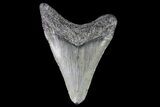 Juvenile Megalodon Tooth - Georgia #75343-1